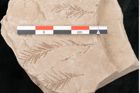 Foto (Detailansicht) von Taxodium distichum miocenicum Heer (NHMW-GEO-2024-0188-6412)